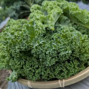 鮮度が命！早朝収穫当日出荷「山麓ケール」