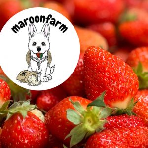 やってきました♪あま〜いイチゴの季節！