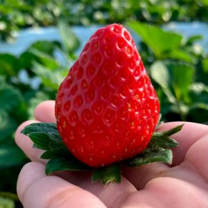 上品な香りと甘さ、ほどよい酸味　佐賀県産ブランド「いちごさん」